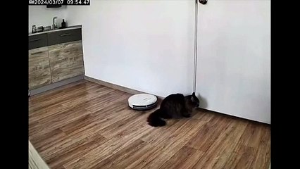 Ce robot aspirateur s'en prend au chat !