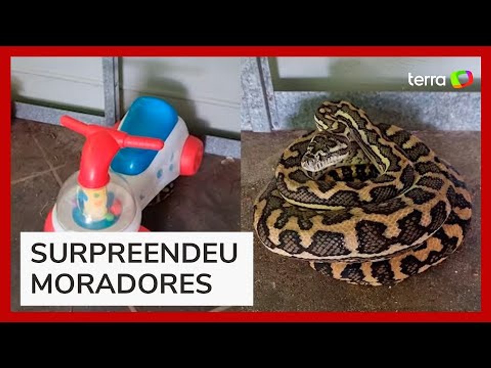 Família se assusta ao encontrar cobra debaixo de brinquedo de criança na Austrália