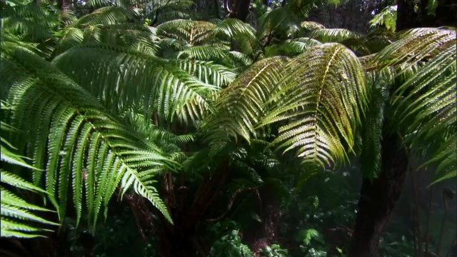 Ocean of Islands - South Pacific AKA Wild Pacific