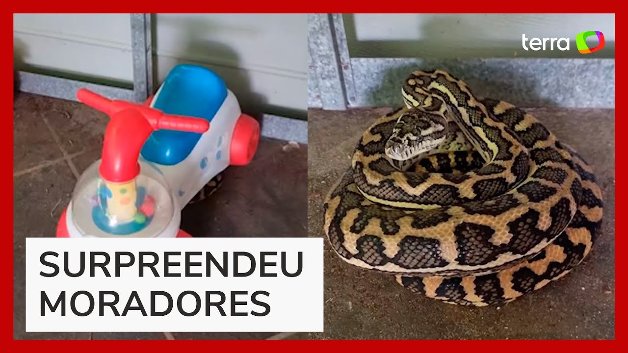Família se assusta ao encontrar cobra debaixo de brinquedo de criança na Austrália