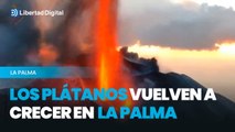 Los plátanos vuelven a crecer en La Palma