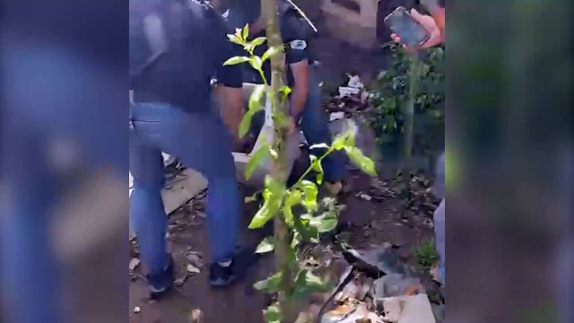 PCPR prende dono de petshop por maus-tratos a animais em Curitiba