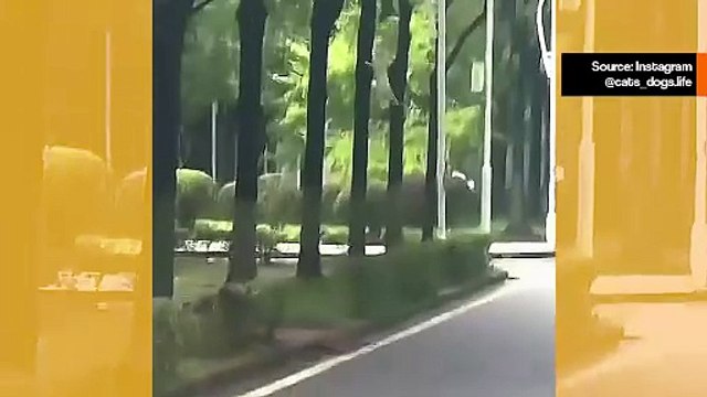 Hämmästyttävät videot näyttävät kissat haastamassa painovoimaa