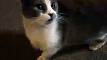 Cats