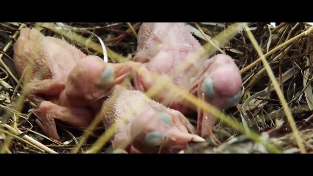 Storm Boy Bande-annonce (RU)