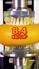 La MORSURE la plus PUISSANTE du MONDE !