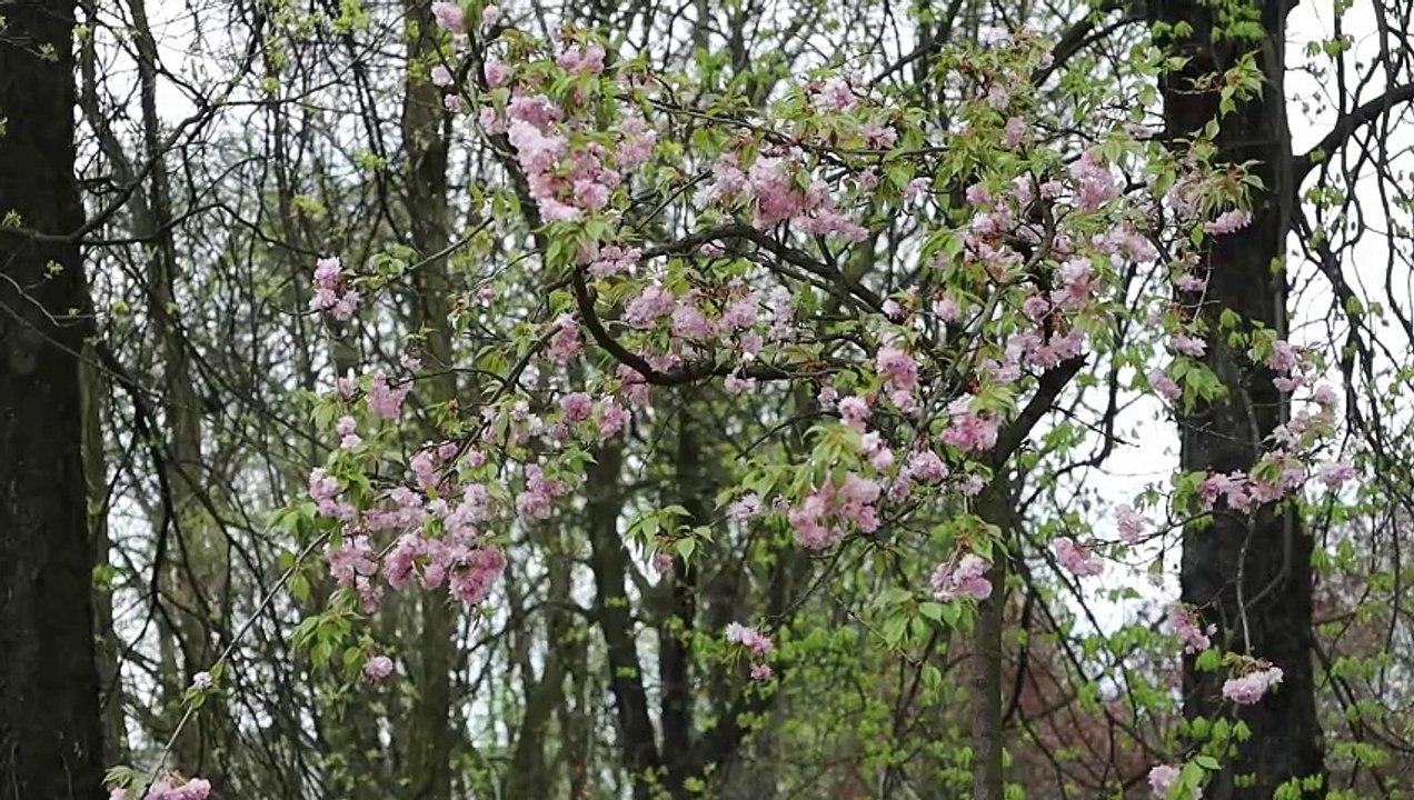 Park Wełnowiecki w Katowicach