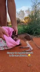 Cette maman kangourou met au monde une petite merveille, ce bébé sera adopté par cette famille qui v...