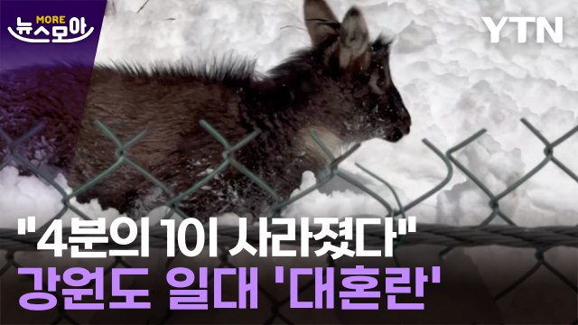 [뉴스모아] '떼죽음' 당한 천연기념물… 유례 없을 정도 / YTN