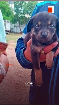 #NotivisionScz | Perritos fueron rescatados