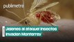 ¡Jejenes al ataque! Insectos invaden Monterrey