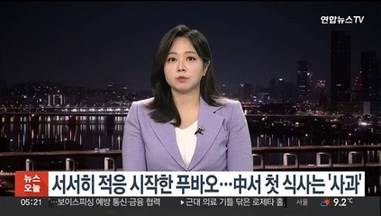 서서히 적응 시작한 푸바오…중국서 첫 식사는 '사과'