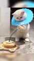 #foryou #cute #funny #cutekitty #funnyshorts #catlover #funnyvideos #funnyanimal #shorts (3)