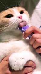 #foryou #cute #funny #cutekitty #funnyshorts #catlover #funnyvideos #funnyanimal #shorts (5)