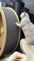 #foryou #cute #funny #cutekitty #funnyshorts #catlover #funnyvideos #funnyanimal #shorts (6)