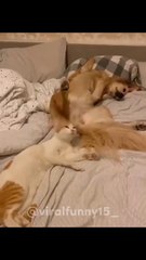 New Funniest cats and dogs  New funny Animal video  Funny Animal fails 2024  #cats #dogs #viral