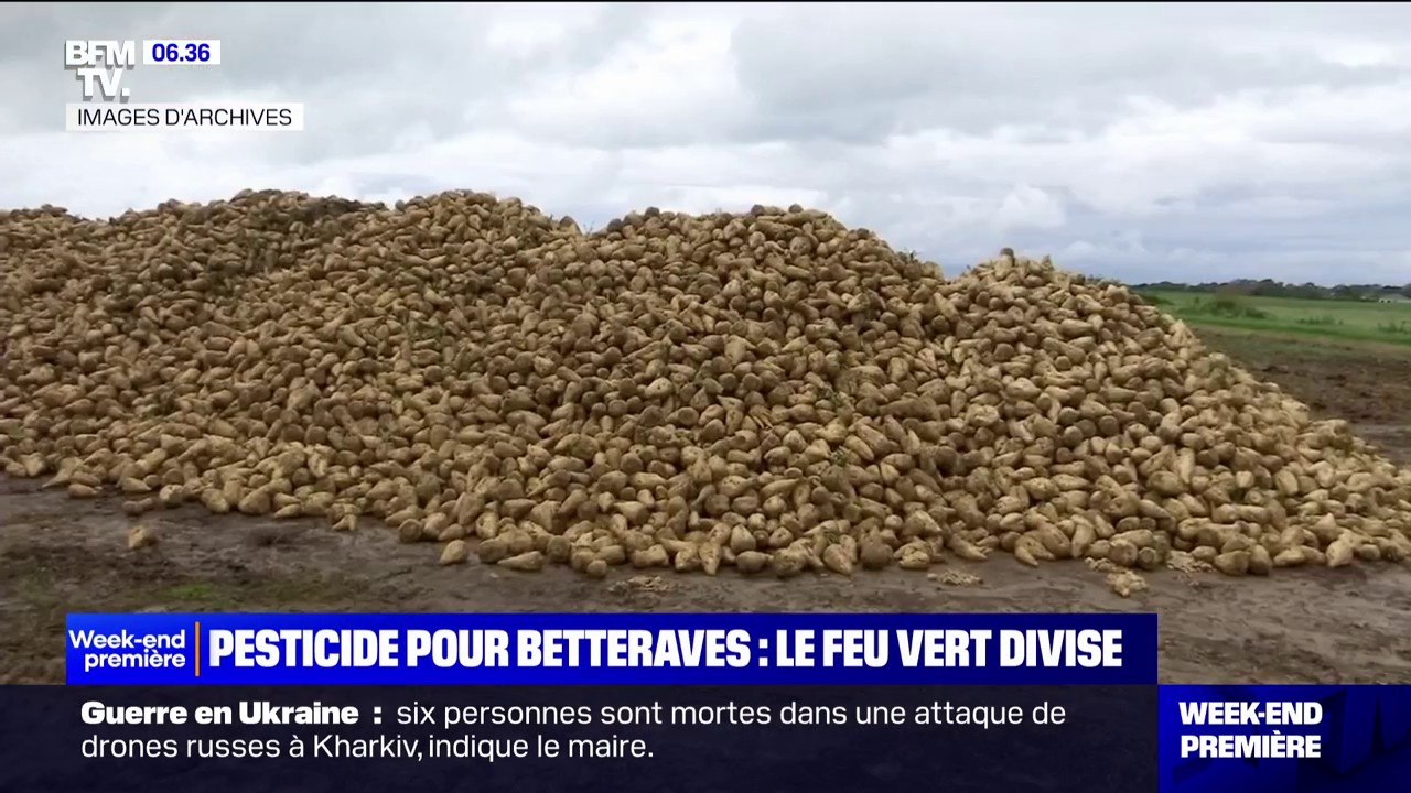 Betteraves: l'autorisation d'usage accru d'un insecticide salué par les agriculteurs mais critiqué par les défenseurs de l'environnement
