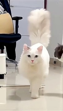 So cute Turkish Angora Cat - Cutest cat
