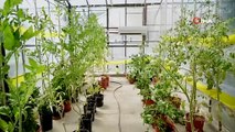 Doç. Dr. Musa Kavas: Kuraklık stresine dayanıklı domates genotipleri geliştirecek