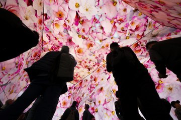 İngiltere'de dijital çiçek gösterisine yoğun ilgi