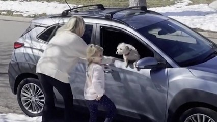 美캘리포니아서 사라진 개 3천km 미시간서 발견...9달만 주인과 극적 재회 / YTN