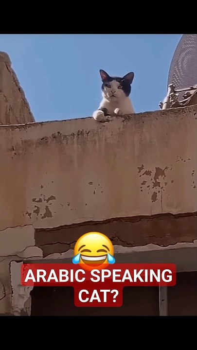 Smart cat