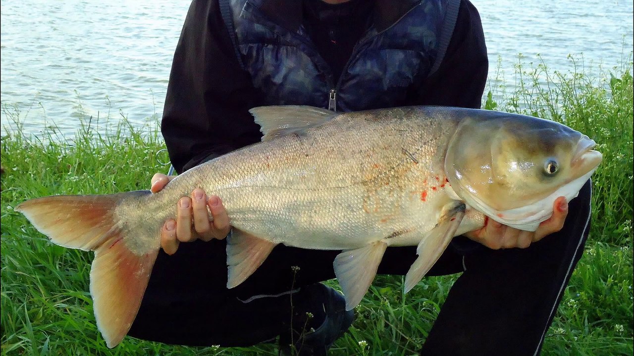 Excruciating Fishing 11