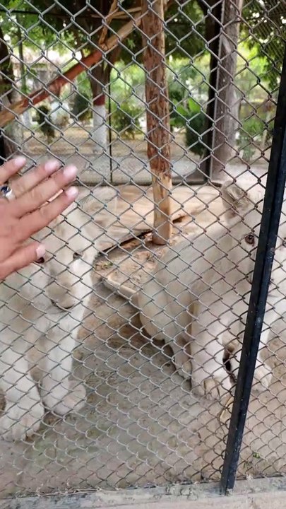 Lion Cubs so beautiful #viral #trending #foryou #reels #beautiful #love #funny #delicious #fun #love