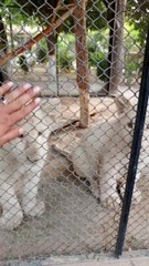 Lion Cubs so beautiful #viral #trending #foryou #reels #beautiful #love #funny #delicious #fun #love