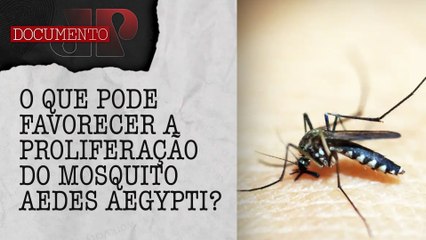 Dengue no Brasil: Mais de 2,5 milhões de casos prováveis em 2024 | DOCUMENTO JP