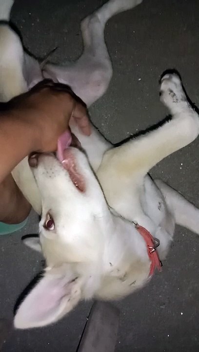 sweet doggo