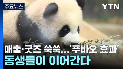 매출·굿즈 쑥쑥...'푸바오 효과' 동생들이 이어간다 / YTN