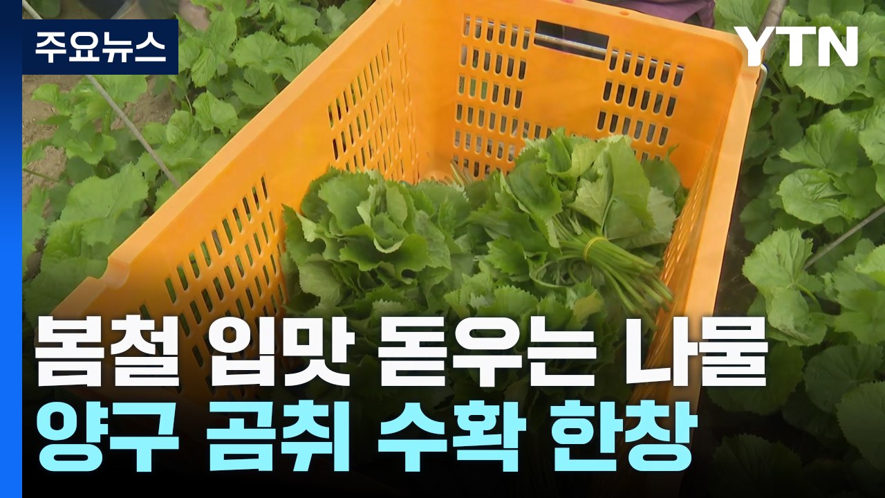 "알싸한 향 가득"...양구 곰취 수확 한창 / YTN