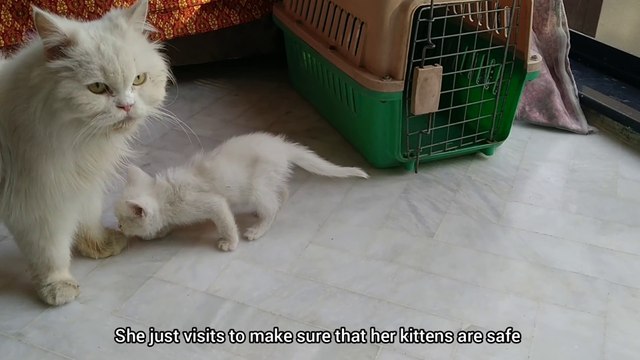 Mother Cat Weaning Her Kittens She Still Loves Them But Keeping Distance