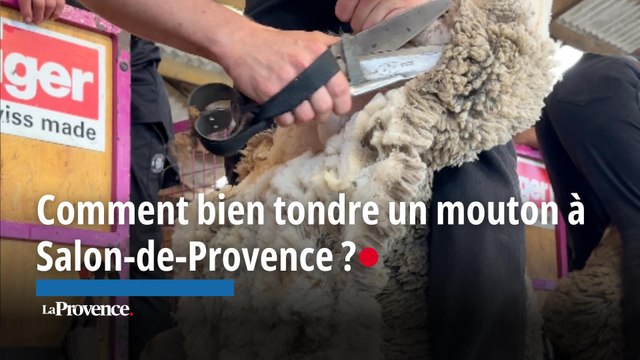 Comment bien tondre un mouton à Salon-de-Provence ?