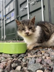 Rudy the cat 'reporter' launches Shropshire Cat Rescue feral appeal