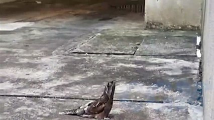 Urutau é resgatado por estudante de Veterinária na região Central de Cascavel