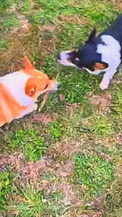 cute dogs