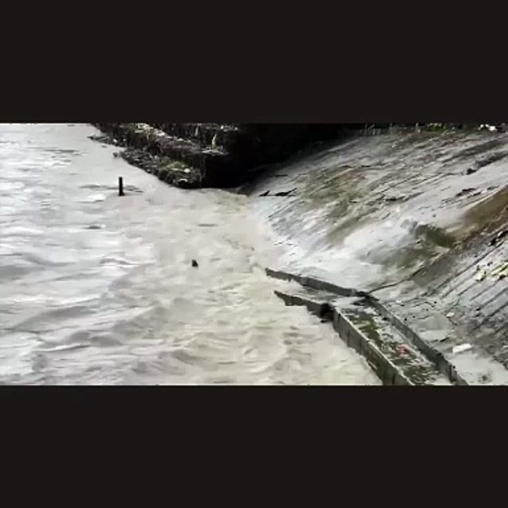 The fall of an animal  in a flood