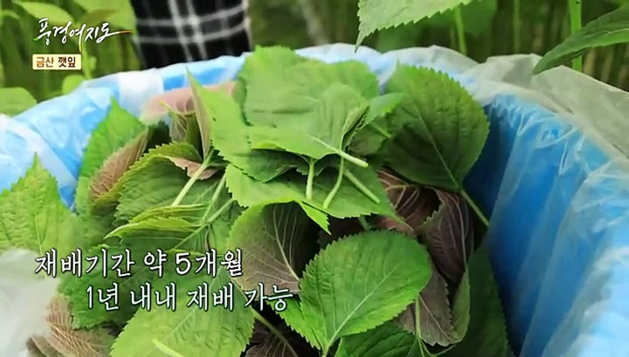 [풍경여지도] 깻잎에 취하고~ 버섯에 힘나고 - 충남 금산 1부