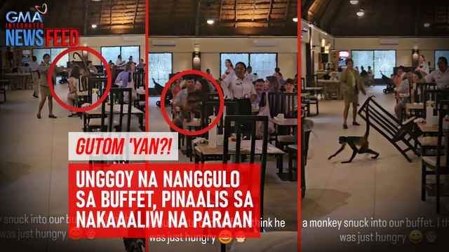 Gutom 'yan?! Unggoy na nanggulo sa buffet, pinaalis sa nakakaaliw na paraan | GMA Integrated Newsfeed