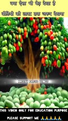 How to blossom mango tree at home #facts #viral #shorts