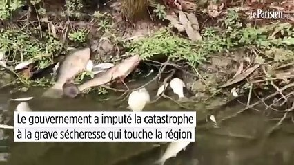 Un million de poissons retrouvés morts