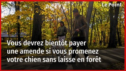 Vous devrez bientôt payer une amende si vous promenez votre chien sans laisse en forêt