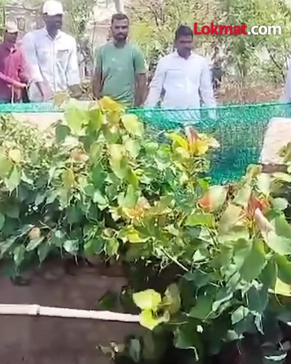 बिबटया वावरात घुसला एकच गोंधळ पुढे काय घडलं