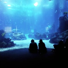 Oceanario de Lisboa...