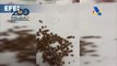 La Policía interviene en Reus (Tarragona) 16 toneladas de pélets impregnados de cocaína