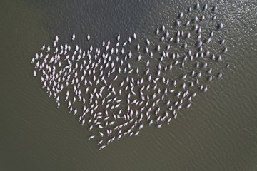 Ankara’nın göletleri flamingoları ağırlıyor