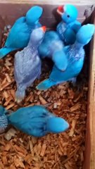 Beautiful Baby Baby blue ringneck parrot