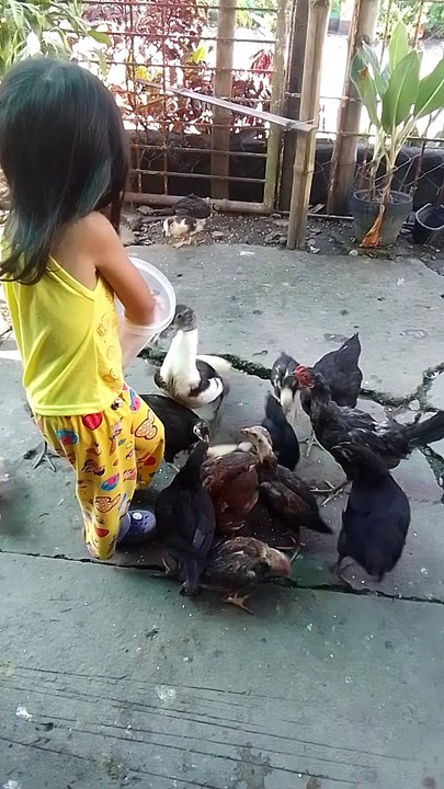 my pet